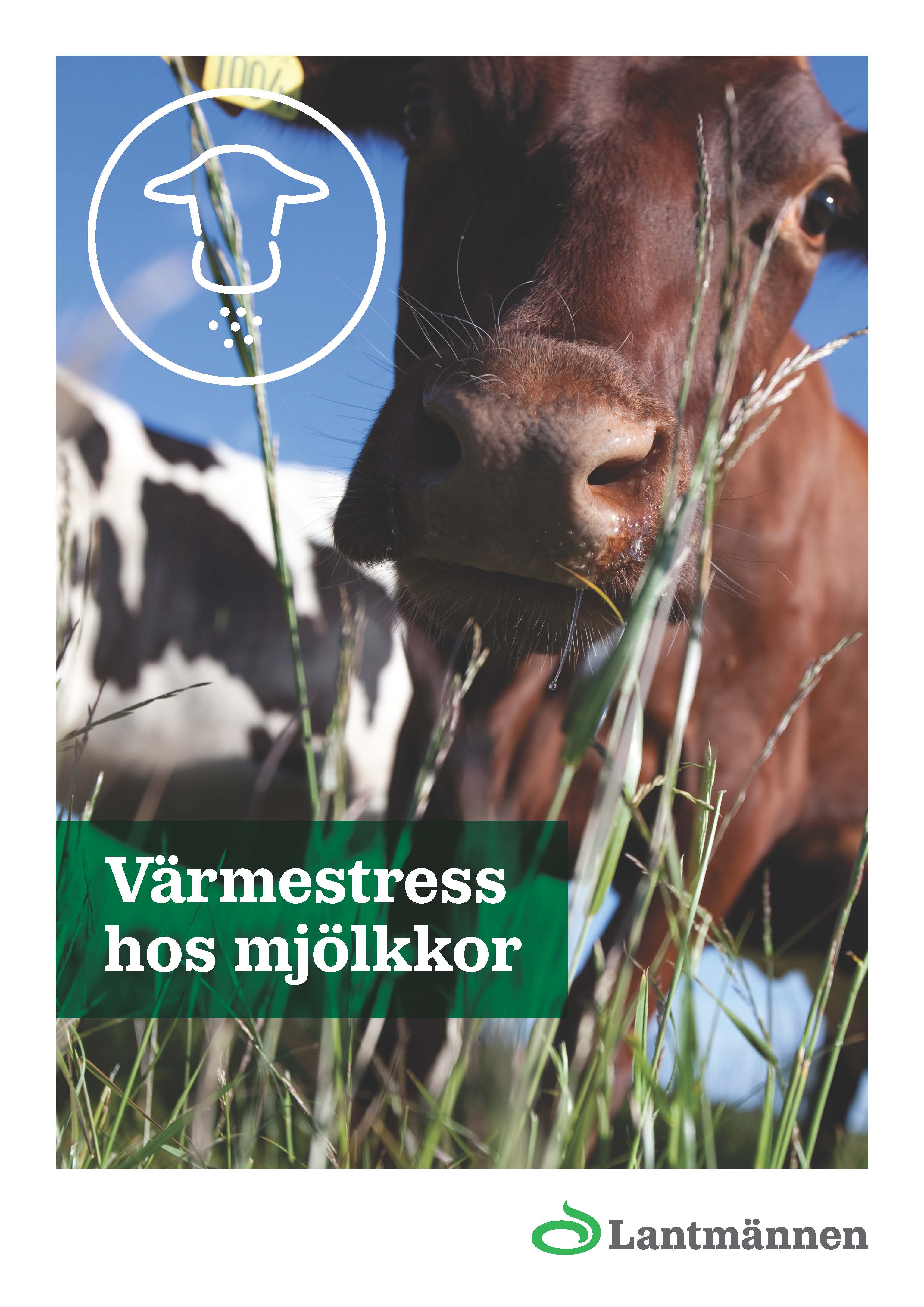 Värmestress hos mjölkkor_2025.pdf