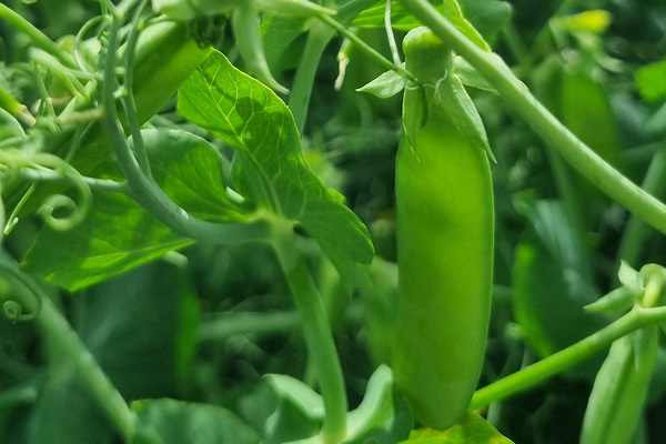 &Auml;rter - en l&ouml;nsam gr&ouml;da