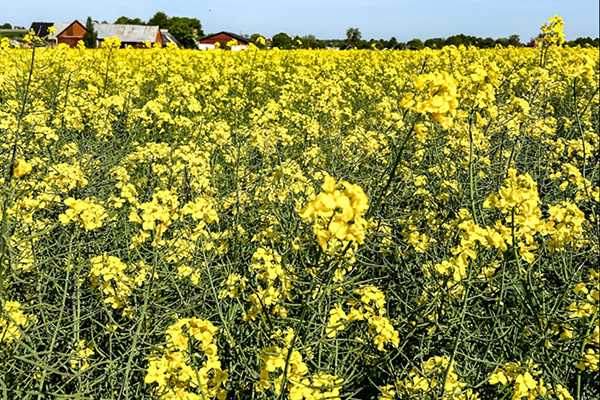 Rapsfält