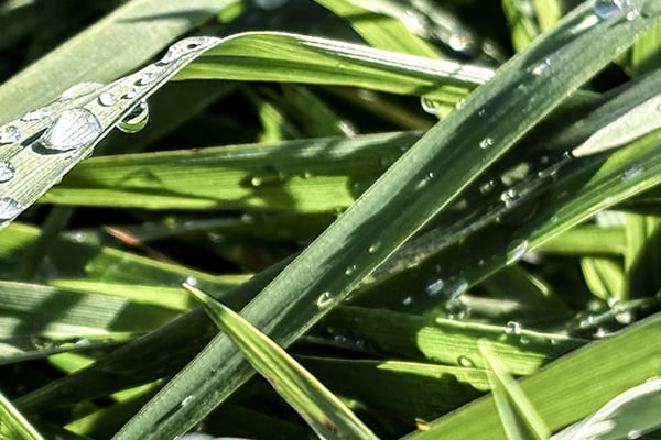 Vallfröblandning Mira 29