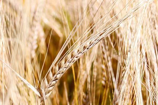 Vårkorn SY Titanium