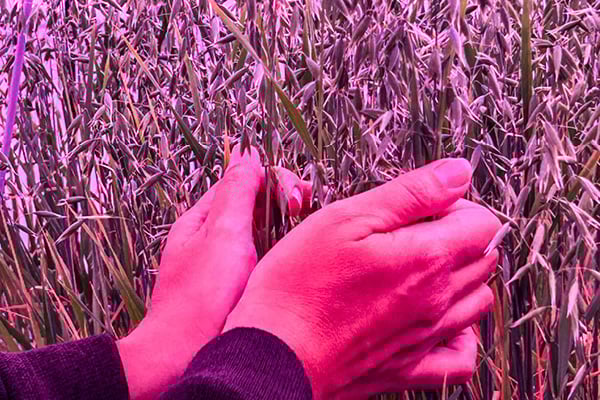 Havre i framkant, Lantm&auml;nnens v&auml;xtf&ouml;r&auml;dling