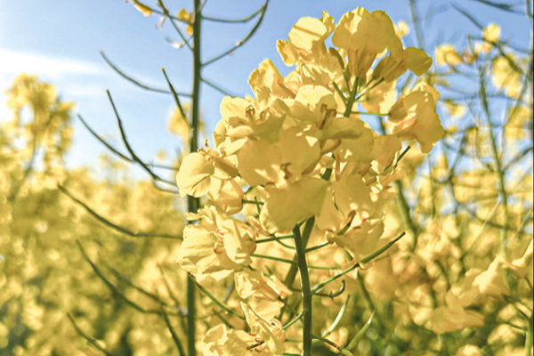 Närbild av blommande gul raps.