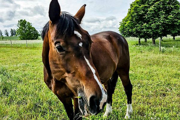 Vallfröblandningar till häst