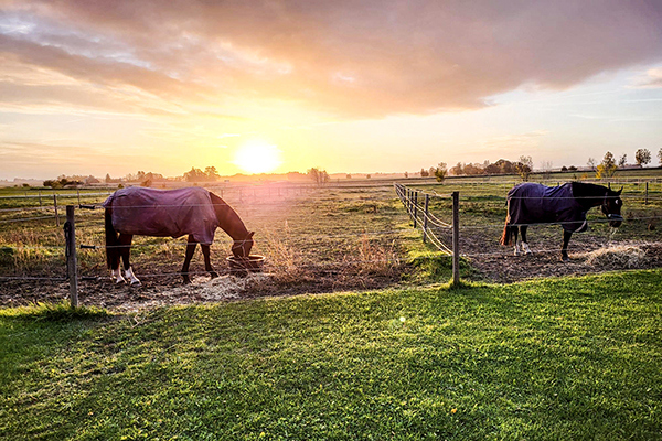 Vallfröblandningar till häst